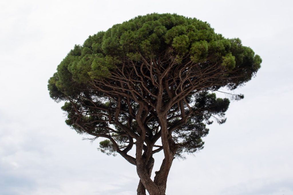 Jonge appelboom snoeien geeft gezonde groei en meer appels